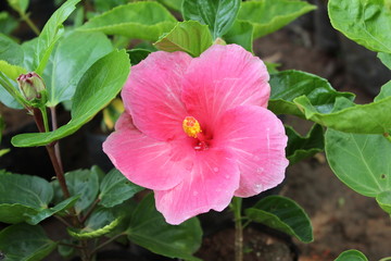 pink flower in the garden