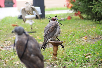 russian falconry