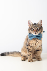 Little four month mixed breed kitten with blue bow tie