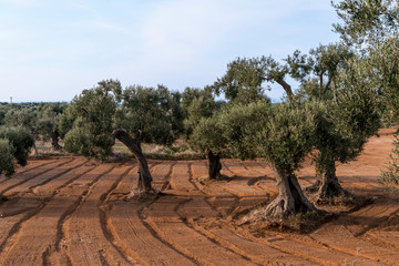 Olive trees in the countryside near the medieval white village of Ostuni