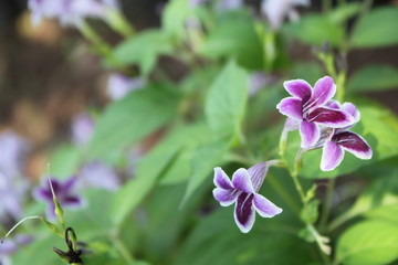 purple flowers in the garden