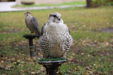 russian falconry