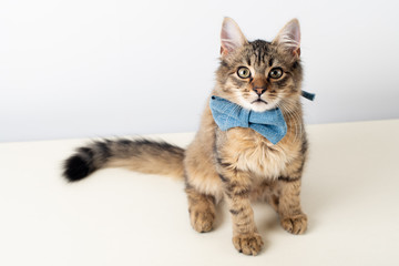 Naklejka na ściany i meble Little four month mixed breed kitten with blue bow tie
