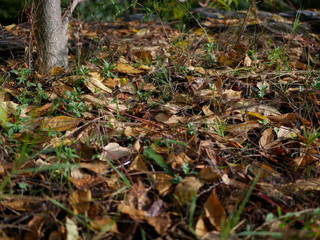 Autumn 