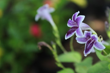 purple flower in the garden