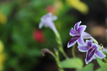 iris in garden