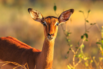 Portrait of female of impala, Aepyceros melampus, the most common antelope, at sunset light. Umkhuze game reserve in South Africa. Front view. Blurred background.