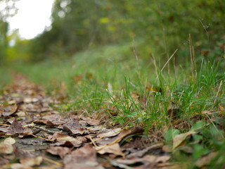Autumn 