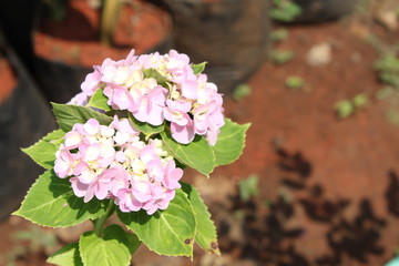 pink flowers in garden