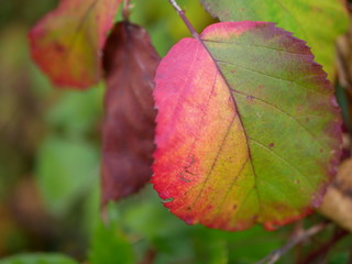Autumn 