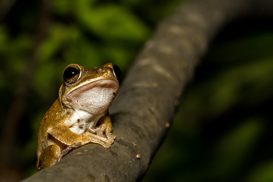 Close up golden tree frog on tree.