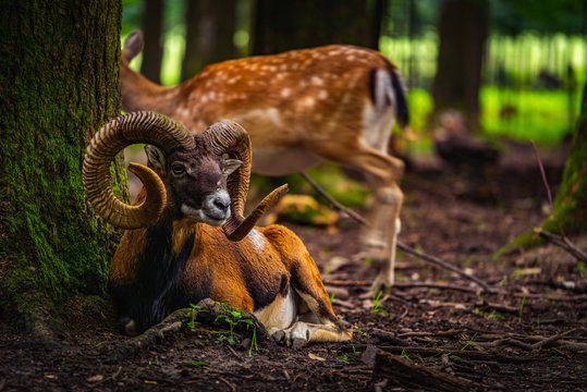 Mouflon in the green field
