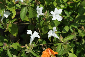 flowers in the garden