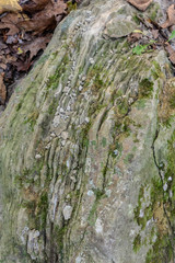 Stratified rock in the forest