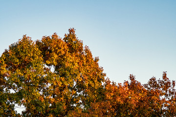 Bunte Baumkrone. Schöner Herbstanfang mit goldenem Laub und blauem Himmel