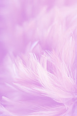 Blur Bird chickens feather texture for background Abstract, soft color of art design.