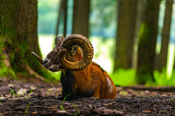 Mouflon in the green field