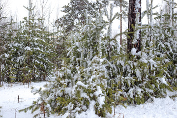 young pines and firs in the snow in the coniferous forest