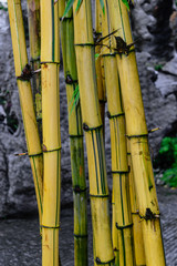 Yellow bamboo trunks in front of the grey stone background