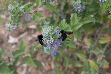 bumblebee xylocopa iris
