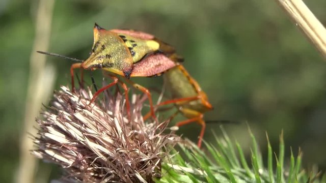 Accouplement de punaises.
