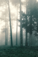 Autumn forest, firs on the fog