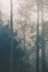 Autumn forest, firs on the fog, natural background 