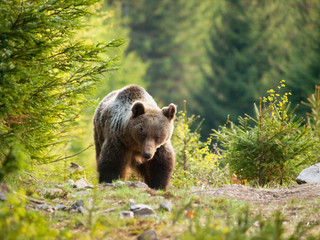 Wild brown bear in Mala Fatra mountains in Slovakia - Ursus actor