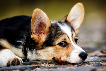 welsh corgi pembroke puppy