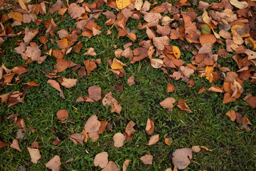 autumn leaves on green grass