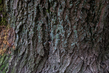 Moss green texture. Moss background. Green moss on grunge texture, background