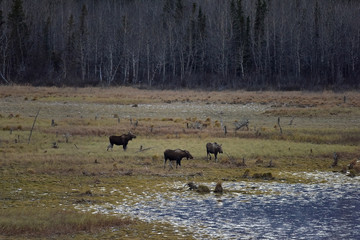 Moose around a waterhole