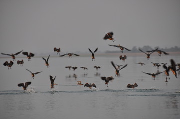 Flock of ducks on the river