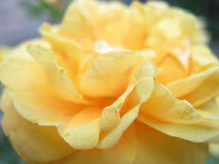 Yellow rose