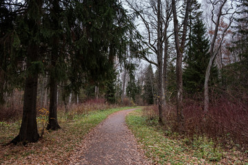 Hiking trail in Autumn forest.