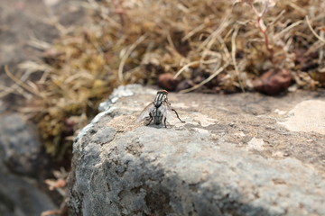 fly in jungle area