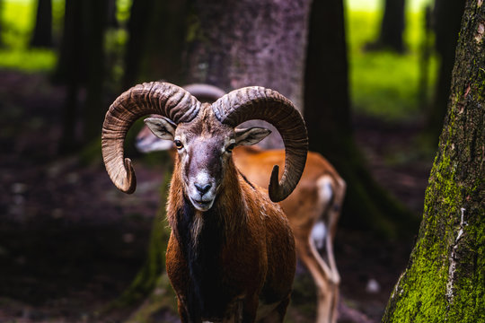 Mouflon in the green field