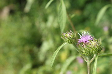 purple flower in forest