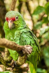 Green parrot sitting on a tree branch on the junlge