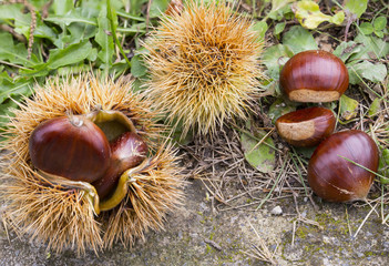 horizontal image with detail of an open chestnut hedgehog