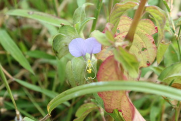 streng flower in fort area
