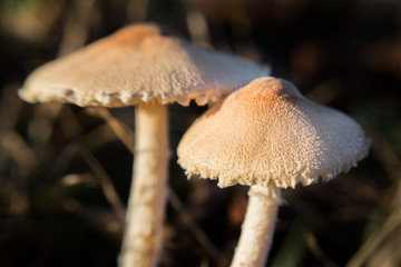 Champignons macro