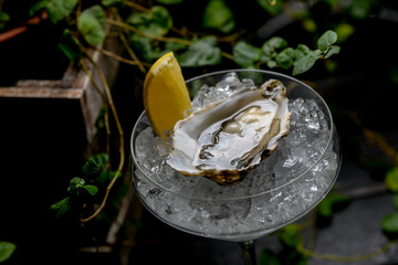 fresh oyster with a slice of lemon on ice in a glass goblet, series