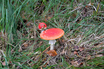 Amanite tue-mouches
