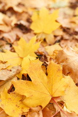 Background of a fallen leaves