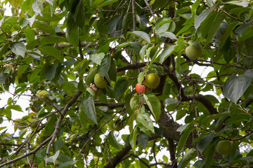 horizontal image with detail of a persimmon fruit tree