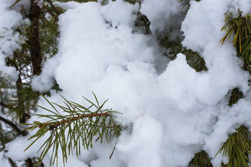 pine branch in the snow close up