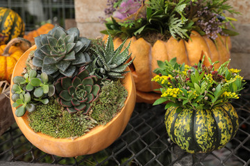 Succulents arrangement in a pumpkin as a vase and a pumpkin with flowers preparation for Halloween celebration concept. - obrazy, fototapety, plakaty