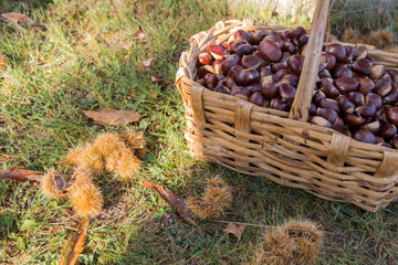horizontal image of a basket full of chestnuts photographed in a wood