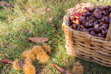 horizontal image of a basket full of chestnuts photographed in a wood